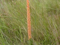 Disa chrysostachya leaves 